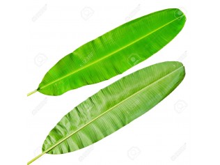 HOJA DE PLATANO